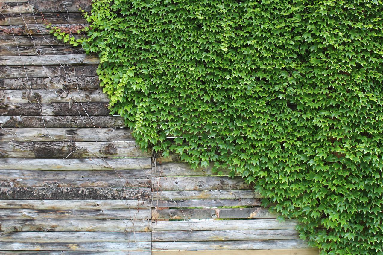 Bed and Breakfast La Bastide De Negra Montesquieu-Lauragais Exterior foto
